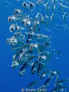 Bigmouth mackerel by Beate Seiler 